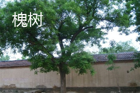 枫杨和槐树的区别在哪里