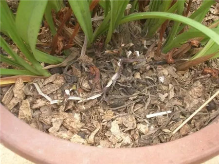 花烂根用什么药小妙招
