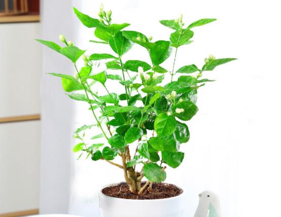 茉莉花养护要点