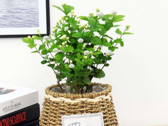 养茉莉花怎么浇水喜湿润根据不同季节调节(茉莉花养护要点)