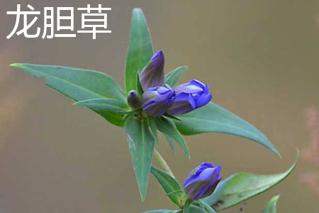 地胆草和龙胆草的区别是什么