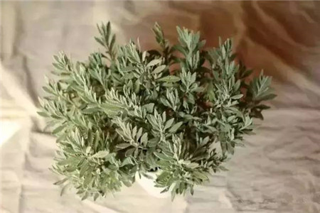 薰衣草修剪后什么时间生新芽