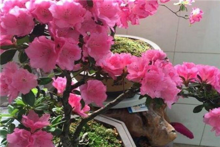 十种招鬼的花