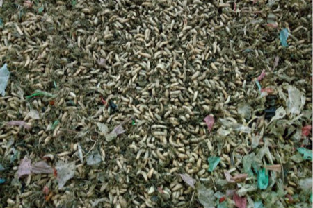 黑水虻是什么物种?有危害吗
