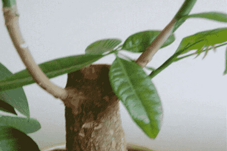 发财树有黄叶怎么修剪