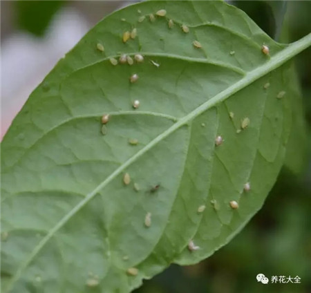 大蒜防霉