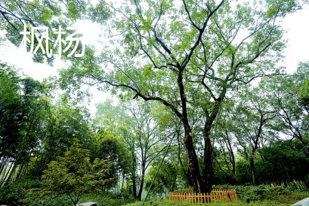枫杨和槐树的区别在哪里