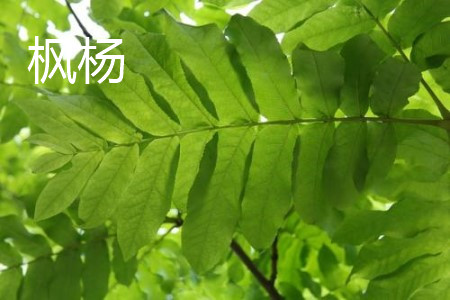 枫杨和槐树的区别在哪里