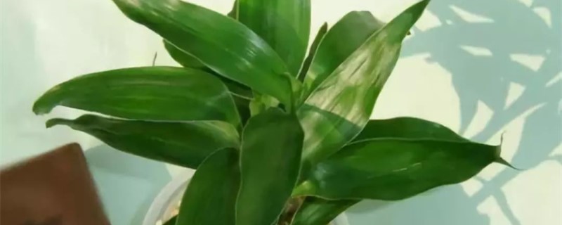 富贵竹放餐桌上可以吗富贵竹可以放茶几上吗(富贵竹放餐厅桌上可以吗)