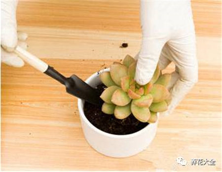 花烂根用什么药小妙招