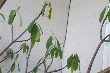 结香叶子枯萎卷缩怎么办