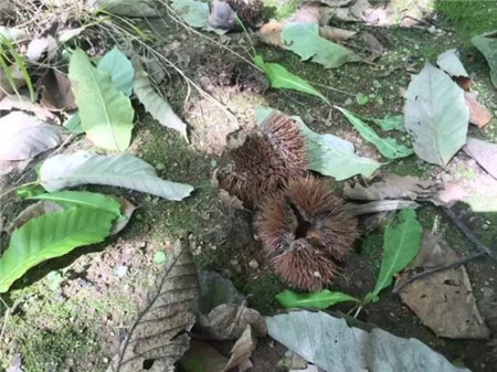 花烂根用什么药小妙招
