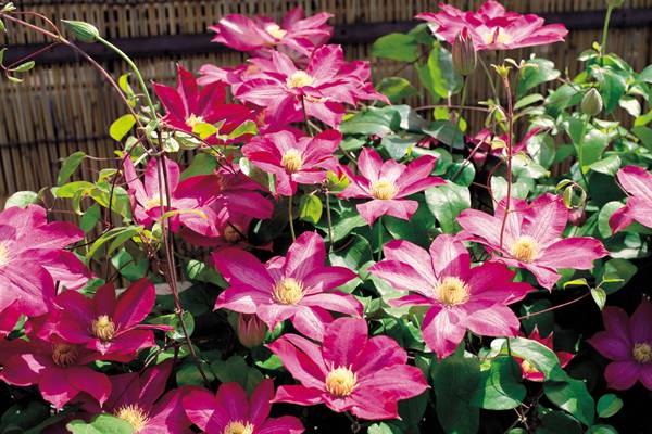 「经验」铁线莲夏季养护方法(铁线莲怎么过夏天)