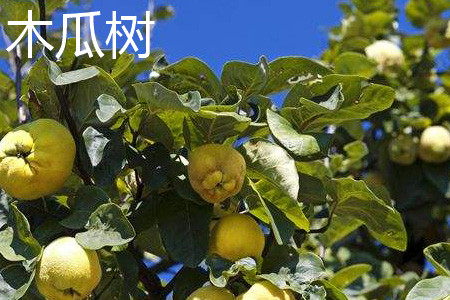 木瓜树与海棠有什么区别