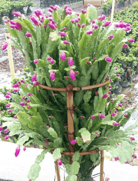 蟹爪兰不开花了怎么办