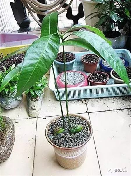 山竹和芒果哪个有营养