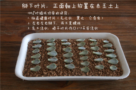 白牡丹叶插几天发芽