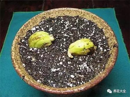 山竹和芒果哪个有营养