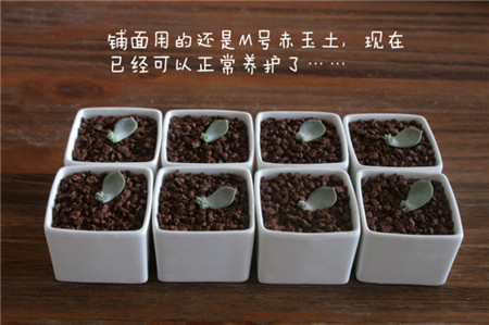 白牡丹叶插几天发芽