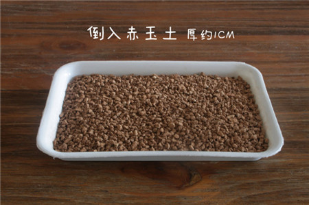 白牡丹叶插几天发芽