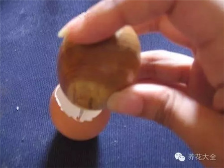 养花的办法