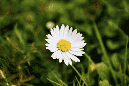 小雏菊的花语与寓意是什么