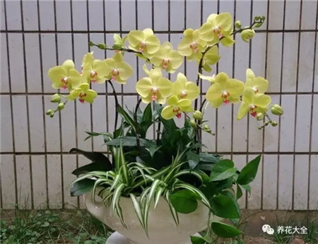 发财树刚买来怎么处理