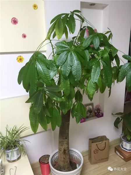 发财树刚买来怎么处理