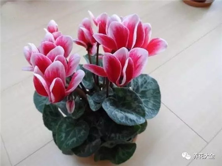 发财树刚买来怎么处理