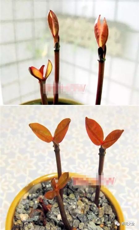 山竹和芒果哪个有营养