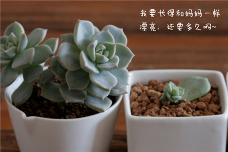 白牡丹叶插几天发芽