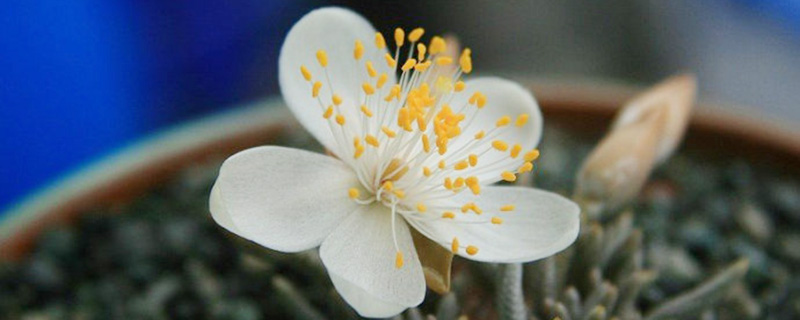 白花韧锦怎么换盆(白花韧锦播种)