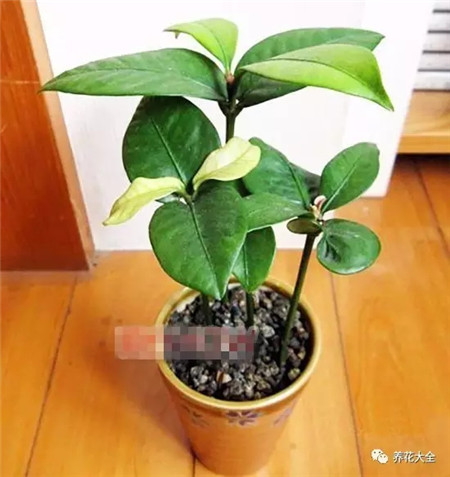 山竹和芒果哪个有营养