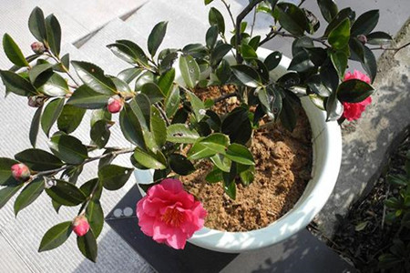 茶梅盆景怎么修剪