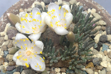 白花韧锦播种