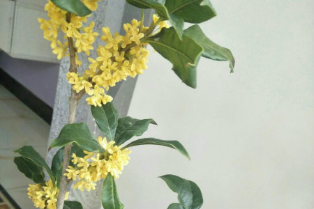 桂花移栽什么时候最佳