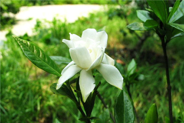 栀子花什么时候发芽(栀子花什么时候生长快)