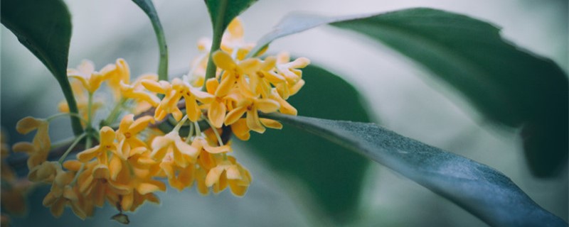 桂花苗如何移栽什么时候移栽好(桂花移栽什么时候最佳)