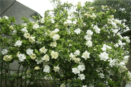 栀子花什么时候生长快