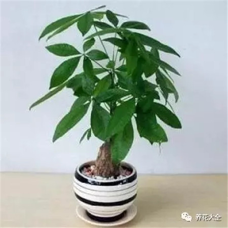 发财树刚买来怎么处理