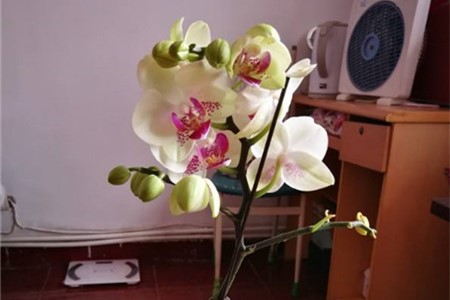 蝴蝶兰能晒太阳吗怎样养护才好多长时间浇一次水
