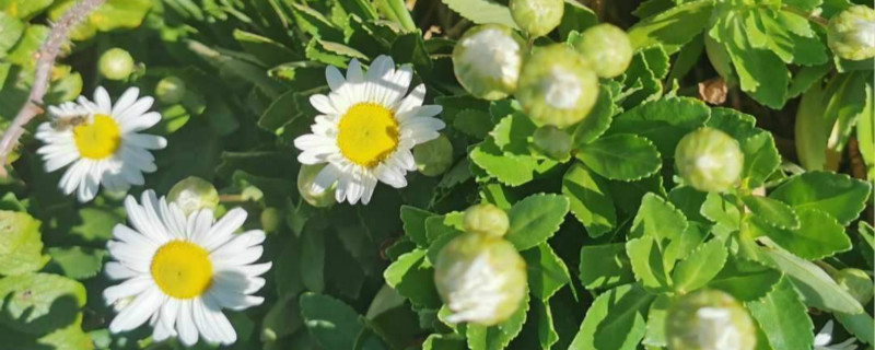 小雏菊花语小雏菊图片(小雏菊的花语与寓意是什么)