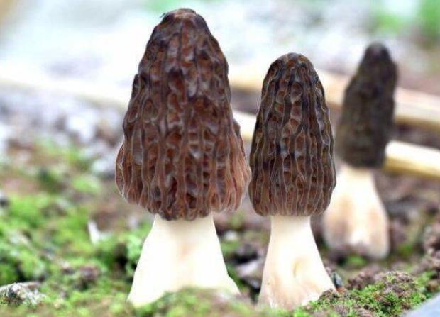 羊肚菌对三高有益吗