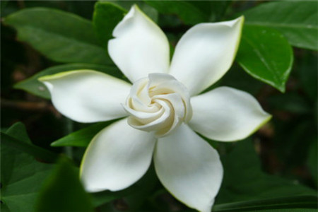 栀子花什么时候生长快
