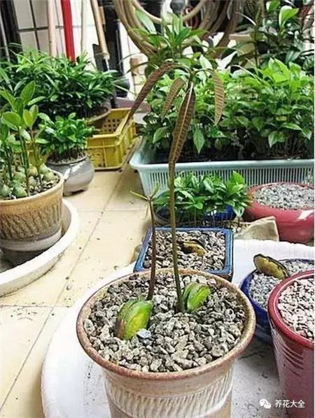 山竹和芒果哪个有营养