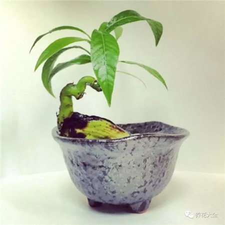 山竹和芒果哪个有营养