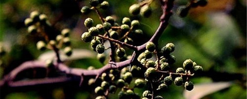 胡椒树的种植方法(胡椒树盆景的种植方法及管理)