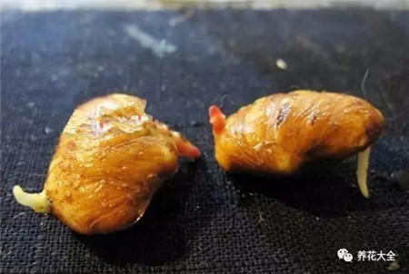 山竹和芒果哪个有营养