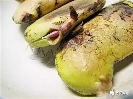 山竹和芒果哪个有营养