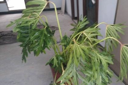 龟背竹换土注意事项